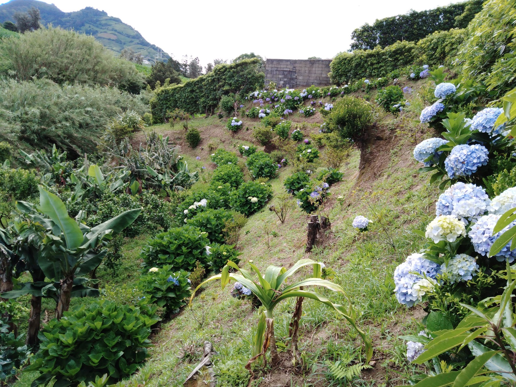 Landscaped garden with hydrangeas and tropical planting